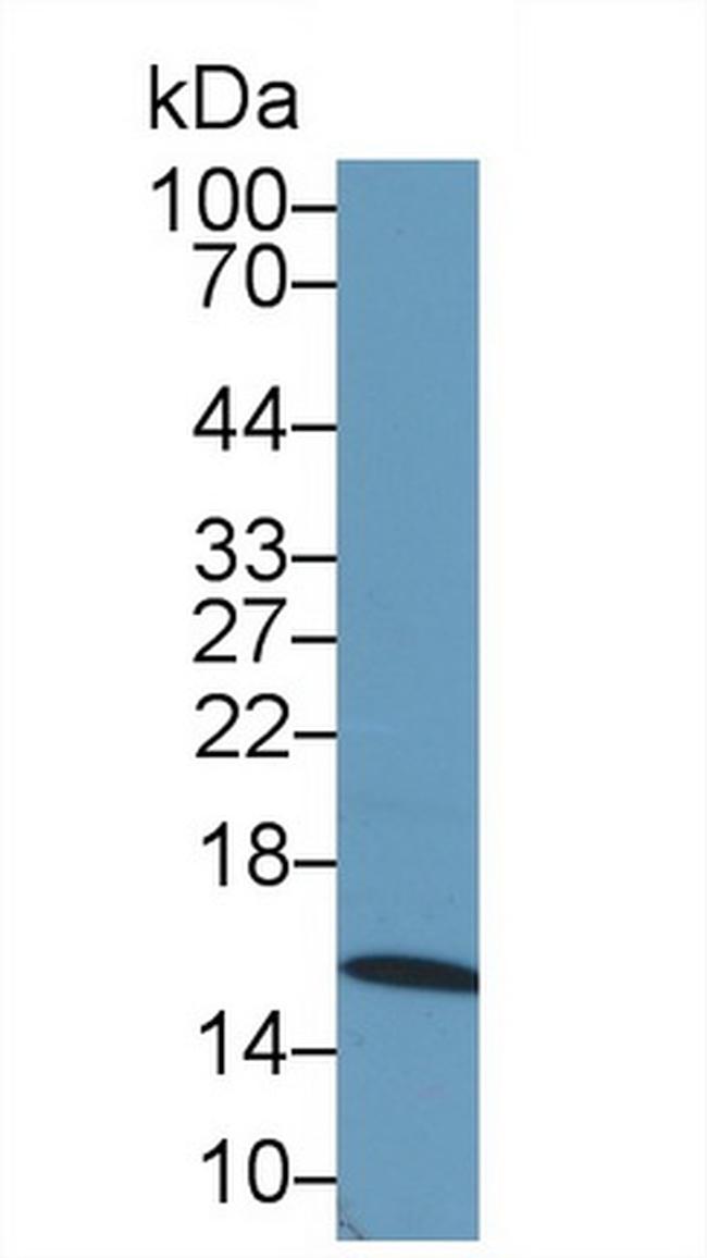 IBA1 Antibody in Western Blot (WB)