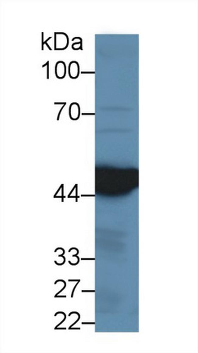 IDH1 Antibody in Western Blot (WB)