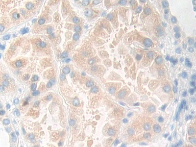 KLK11 Antibody in Immunohistochemistry (Paraffin) (IHC (P))