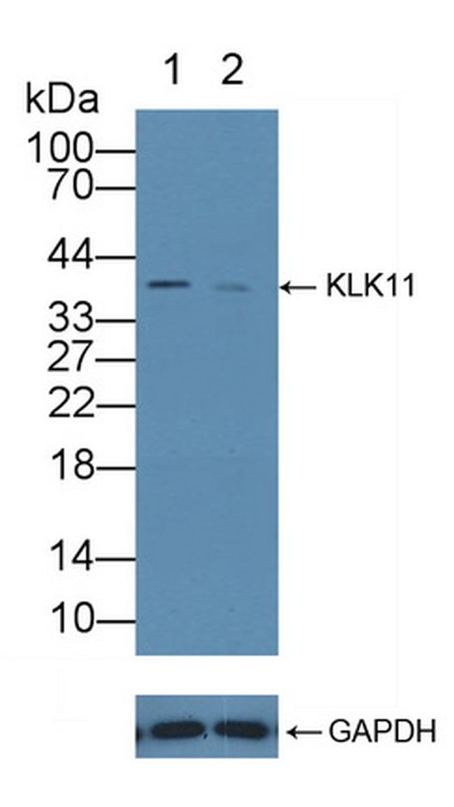 KLK11 Antibody in Western Blot (WB)