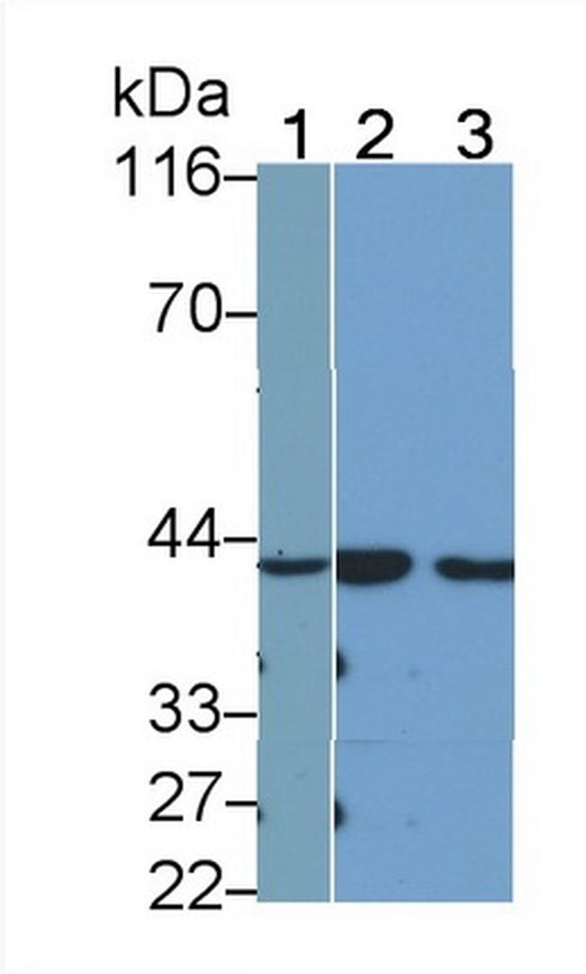 KLK11 Antibody in Western Blot (WB)