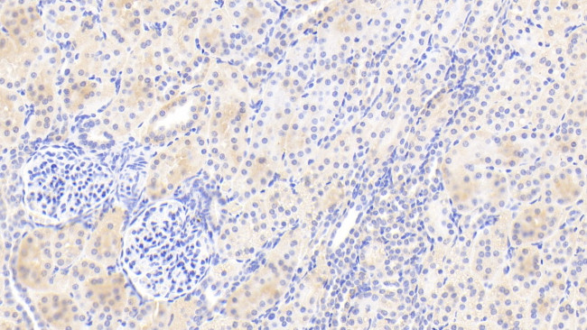 KAZALD1 Antibody in Immunohistochemistry (Paraffin) (IHC (P))