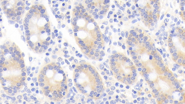 KAZALD1 Antibody in Immunohistochemistry (Paraffin) (IHC (P))