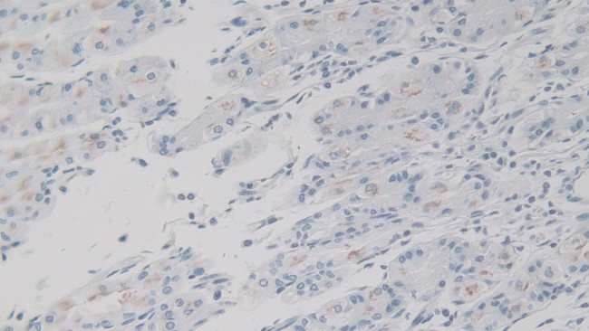 KAZALD1 Antibody in Immunohistochemistry (Paraffin) (IHC (P))