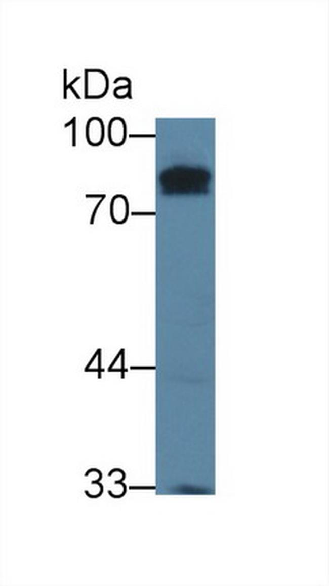 KELL Antibody in Western Blot (WB)