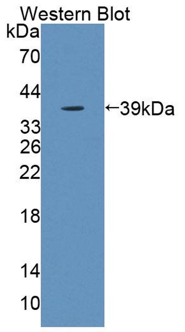 KELL Antibody in Western Blot (WB)