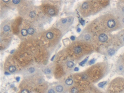 KRT33A Antibody in Immunohistochemistry (Paraffin) (IHC (P))