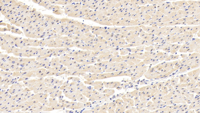 LDHB Antibody in Immunohistochemistry (Paraffin) (IHC (P))