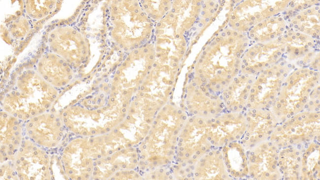 VIP36 Antibody in Immunohistochemistry (Paraffin) (IHC (P))