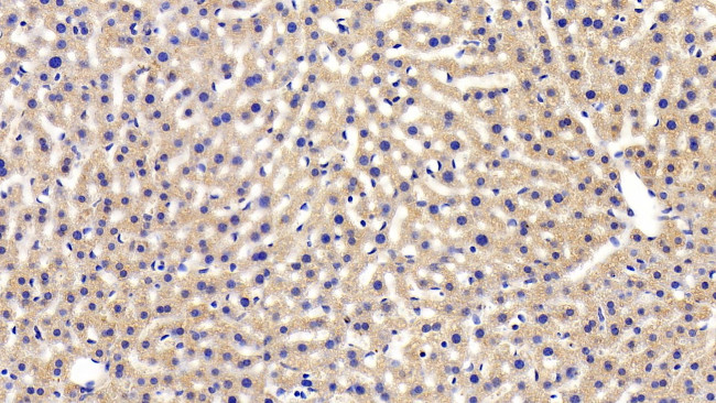 LEPR Antibody in Immunohistochemistry (Paraffin) (IHC (P))