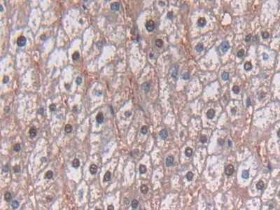 TDH Antibody in Immunohistochemistry (Paraffin) (IHC (P))