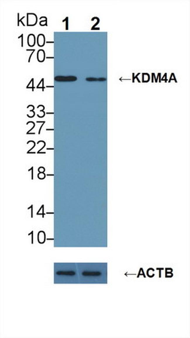 JMJD2A Antibody in Western Blot (WB)