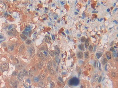 MIF Antibody in Immunohistochemistry (Paraffin) (IHC (P))