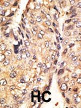 GDF10 Antibody in Immunohistochemistry (Paraffin) (IHC (P))