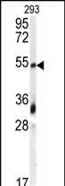 GDF10 Antibody in Western Blot (WB)