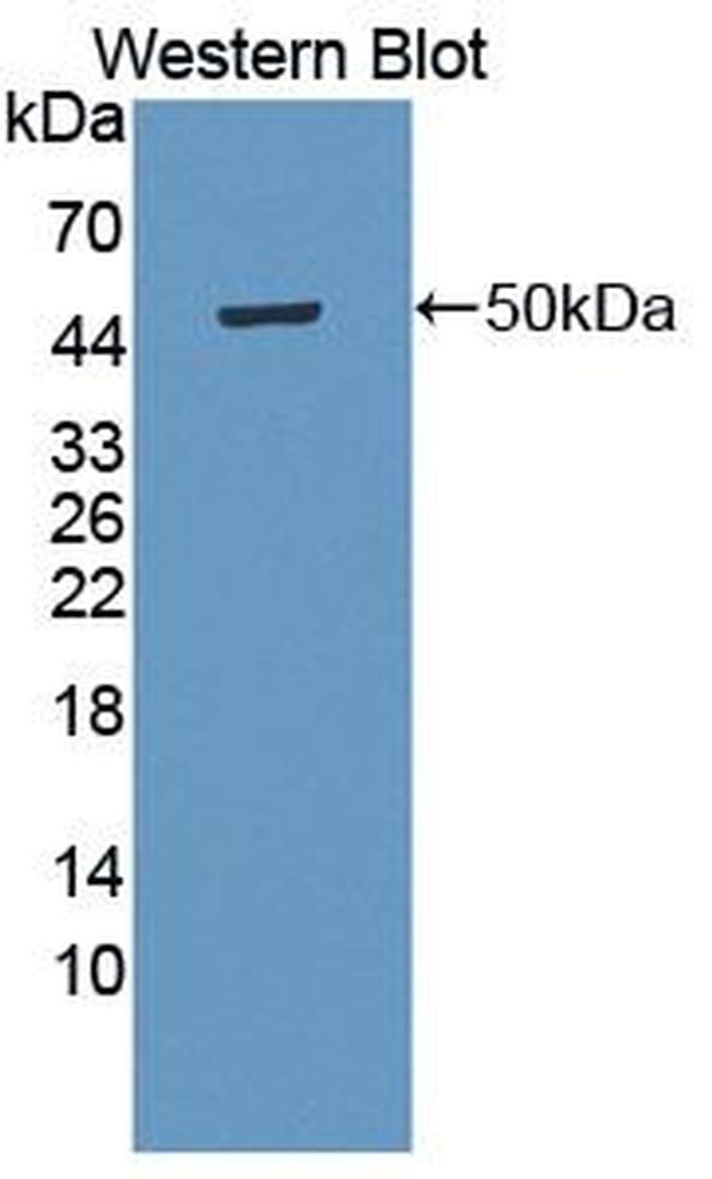 MPI Antibody in Western Blot (WB)