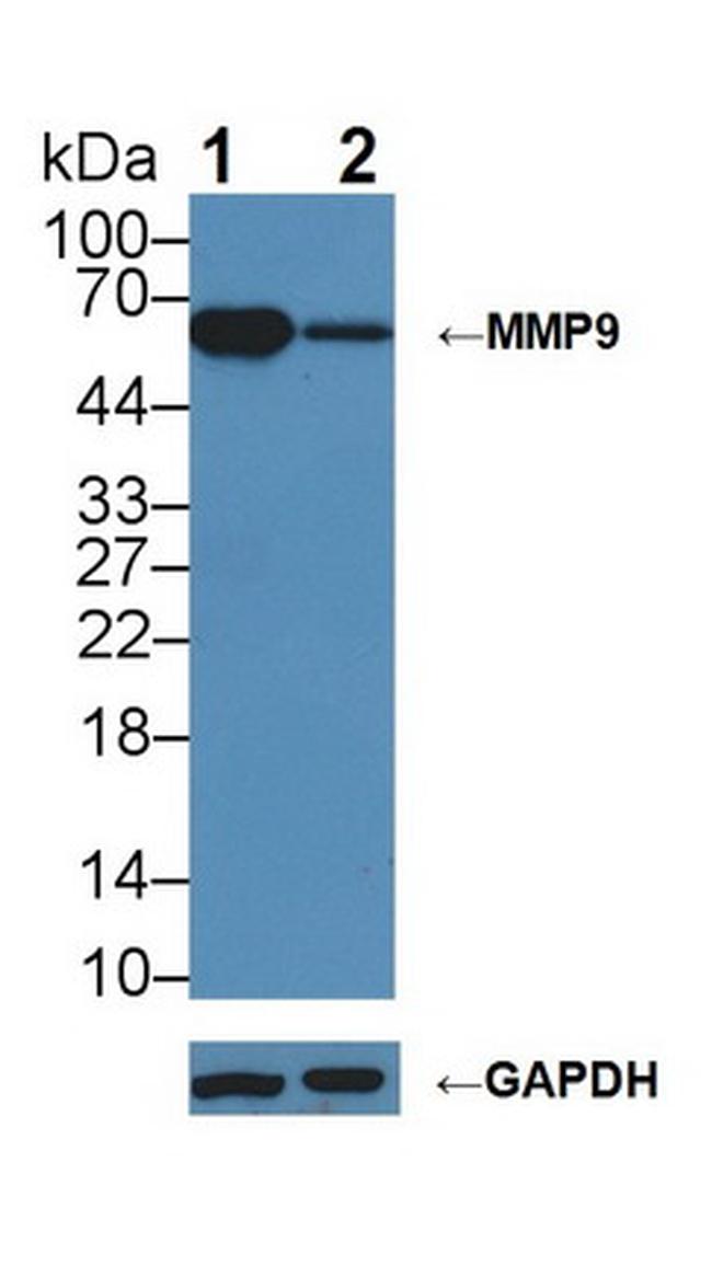 MMP9 Antibody in Western Blot (WB)