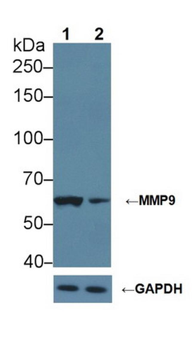 MMP9 Antibody in Western Blot (WB)