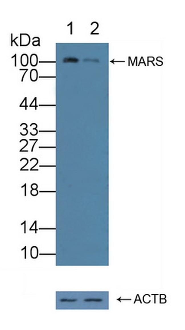 MARS Antibody in Western Blot (WB)