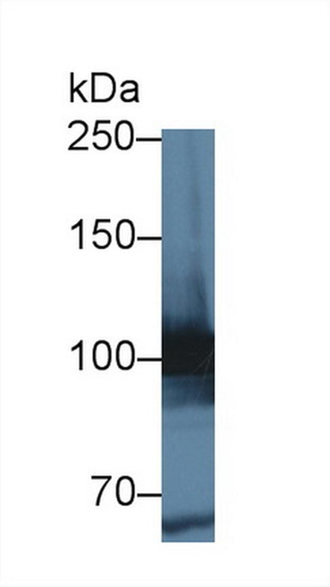 MARS Antibody in Western Blot (WB)