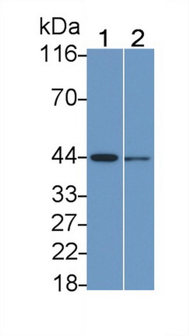 MEK2 Antibody in Western Blot (WB)