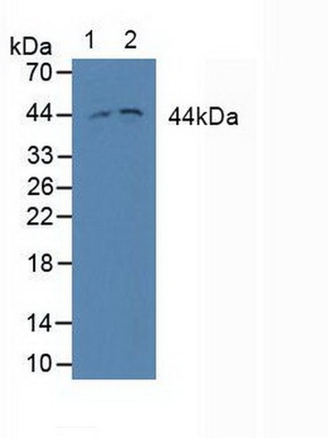 MEK2 Antibody in Western Blot (WB)