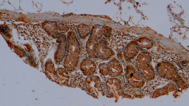 MUC2 Antibody in Immunohistochemistry (Paraffin) (IHC (P))