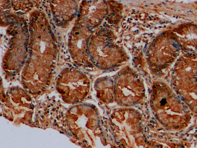 MUC2 Antibody in Immunohistochemistry (Paraffin) (IHC (P))