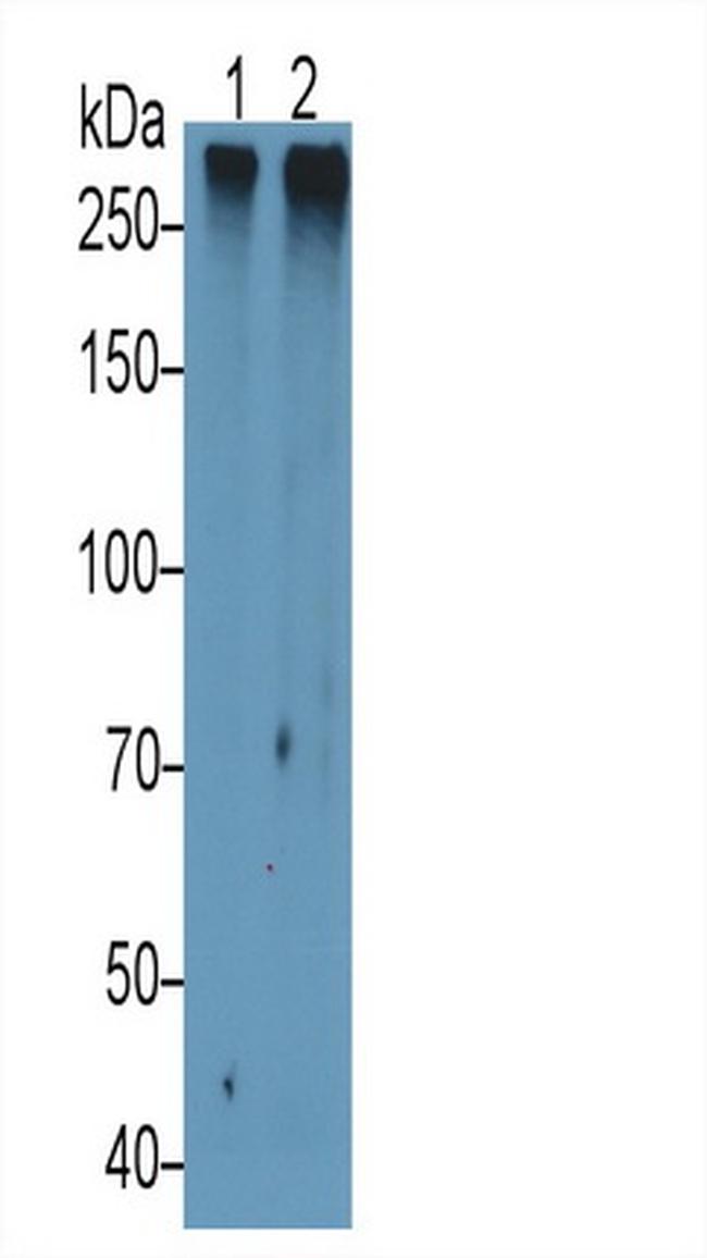 MUC2 Antibody in Western Blot (WB)