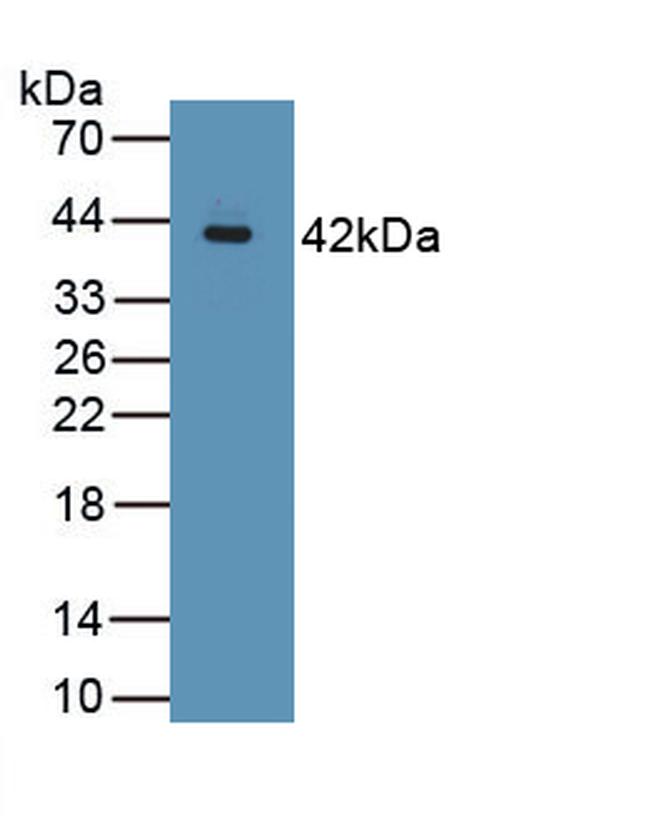 MUC2 Antibody in Western Blot (WB)