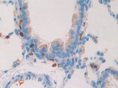 Myostatin Antibody in Immunohistochemistry (Paraffin) (IHC (P))