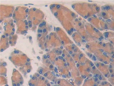 Myostatin Antibody in Immunohistochemistry (Paraffin) (IHC (P))