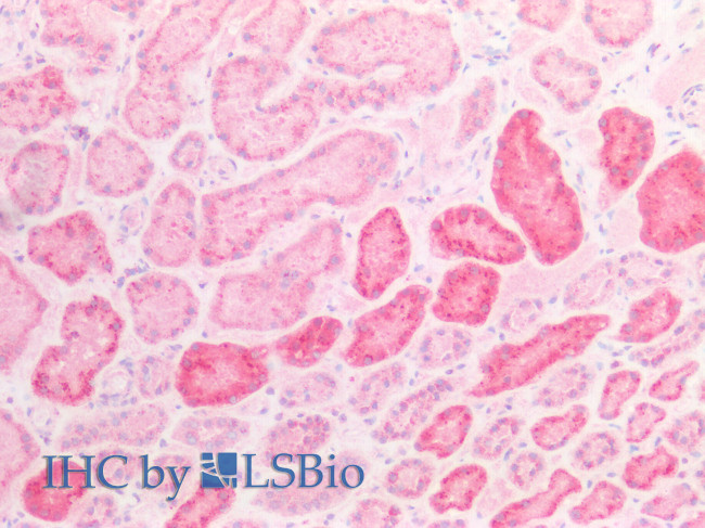 NAGLU Antibody in Immunohistochemistry (Paraffin) (IHC (P))