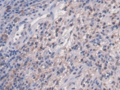 NAGLU Antibody in Immunohistochemistry (Paraffin) (IHC (P))