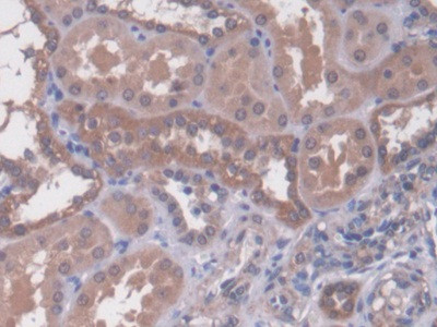 NAGLU Antibody in Immunohistochemistry (Paraffin) (IHC (P))