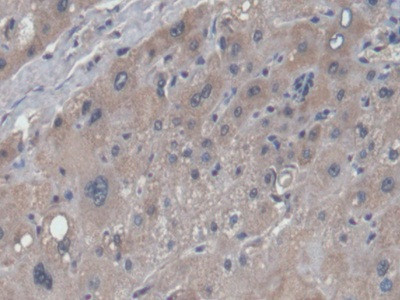 NAGLU Antibody in Immunohistochemistry (Paraffin) (IHC (P))