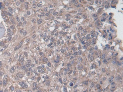 NAGLU Antibody in Immunohistochemistry (Paraffin) (IHC (P))