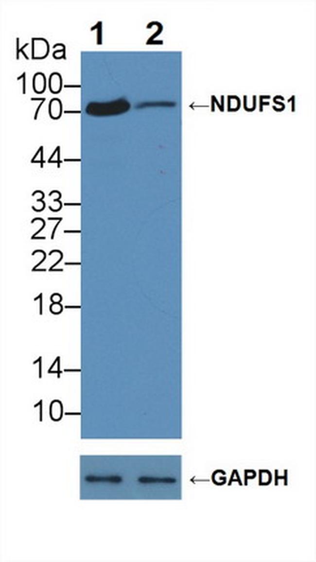 NDUFS1 Antibody in Western Blot (WB)