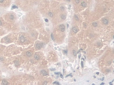 Nesprin 2 Antibody in Immunohistochemistry (Paraffin) (IHC (P))