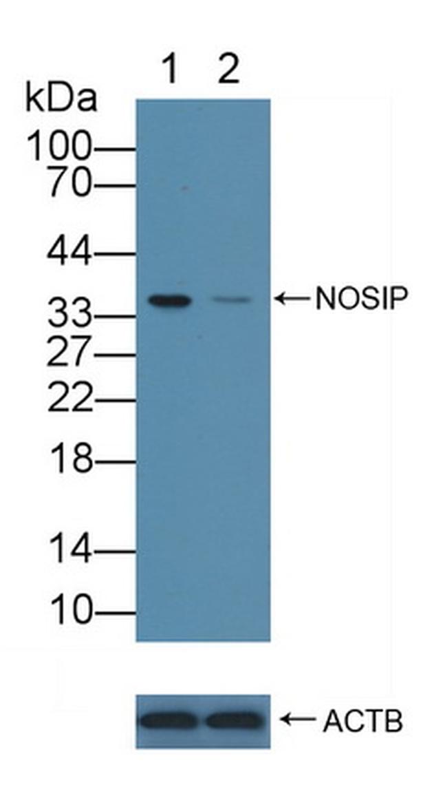 NOSIP Antibody in Western Blot (WB)