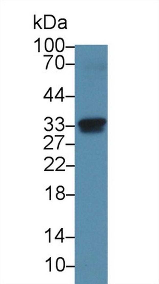 NOSIP Antibody in Western Blot (WB)