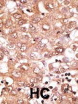 BMP9 Antibody in Immunohistochemistry (Paraffin) (IHC (P))