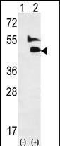 BMP9 Antibody in Western Blot (WB)