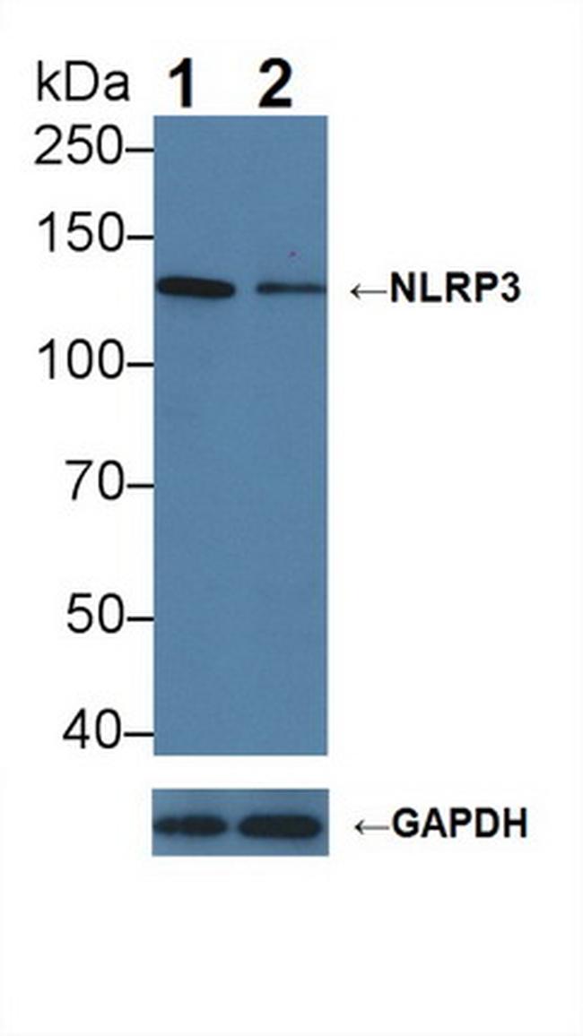 NLRP3 Antibody in Western Blot (WB)