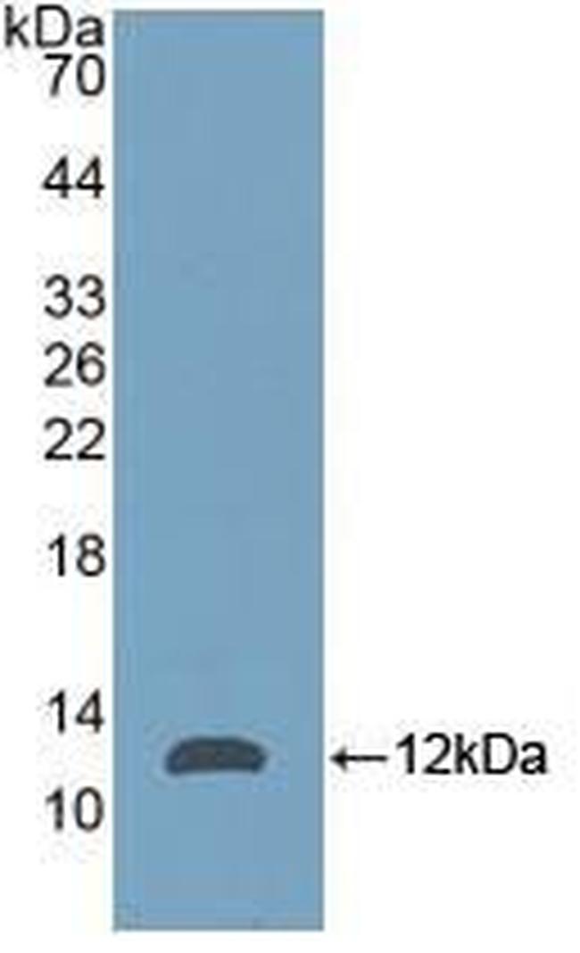 NPM1 Antibody in Western Blot (WB)