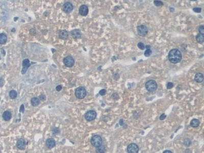 NXN Antibody in Immunohistochemistry (Paraffin) (IHC (P))