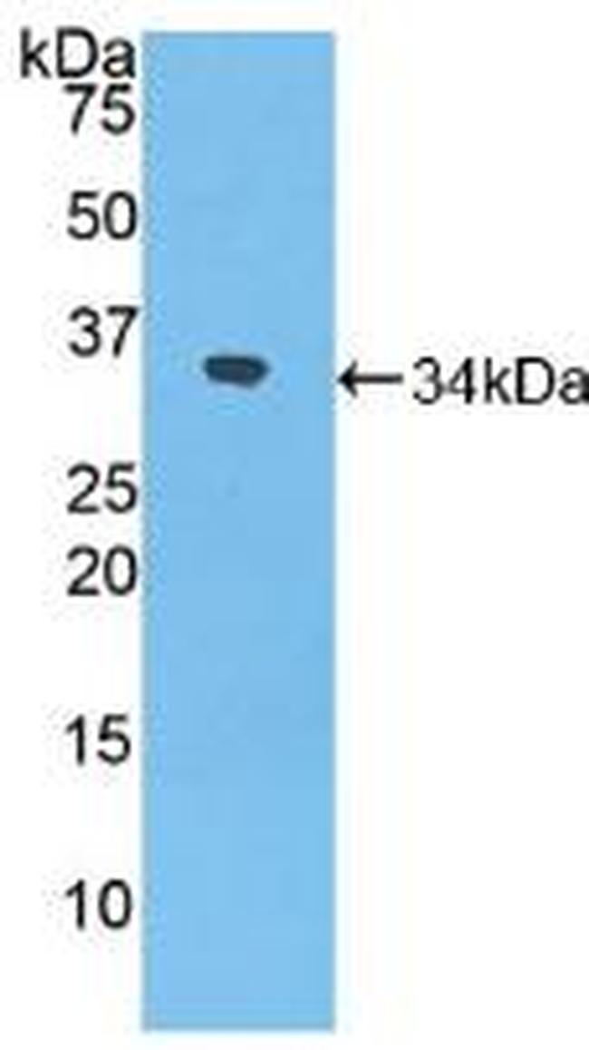 NXN Antibody in Western Blot (WB)