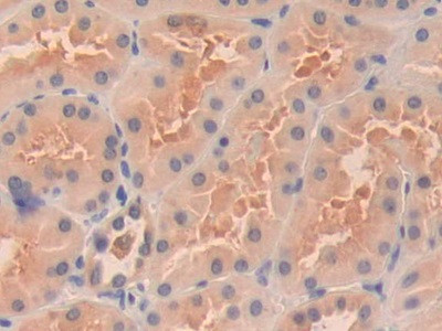 OIT3 Antibody in Immunohistochemistry (Paraffin) (IHC (P))