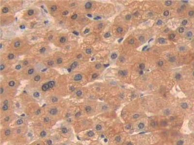 OIT3 Antibody in Immunohistochemistry (Paraffin) (IHC (P))