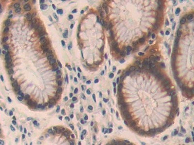 OIT3 Antibody in Immunohistochemistry (Paraffin) (IHC (P))